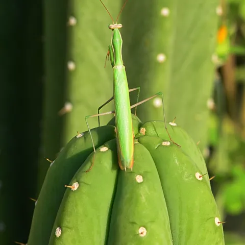 Praying mantis, perfectly camouflaged, stops in the midpoint of his climb. (Photo by Kathy Keatley Garvey)