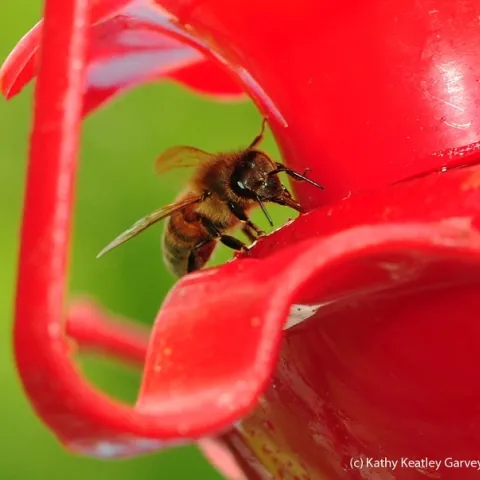 A honey bee sipping syrup from a hummingbird feeder. (Photo by Kathy Keatley Garvey)