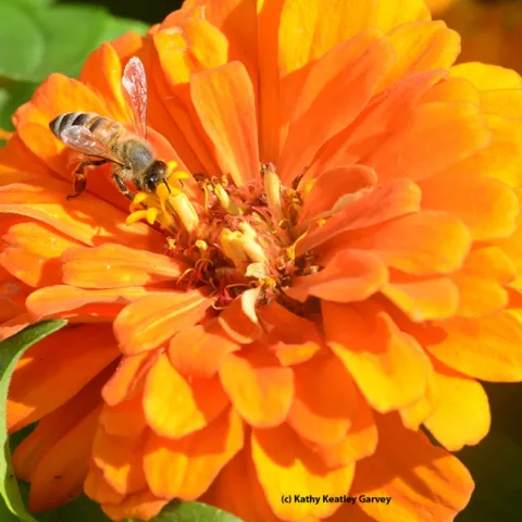 A honey bee foraging on a zinnia. (Photo by Kathy Keatley Garvey)