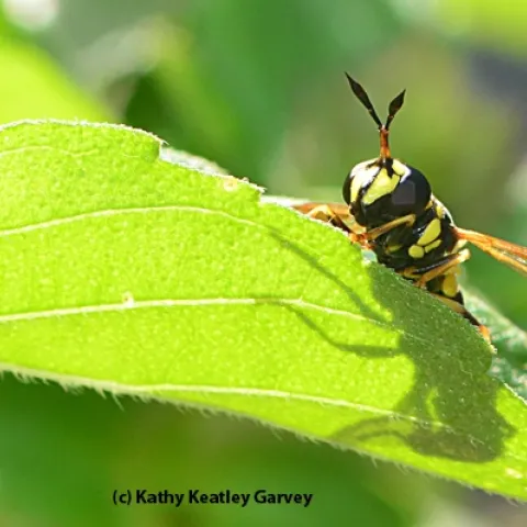 This wasp mimic is actually a fly, genus Ceriana. (Photo by Kathy Keatley Garvey)