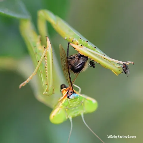 Praying mantis eats a honey bee while a freeloader fly, family Milichilidae, does, too. Another freeloader edges closer. (Photo by Kathy Keatley Garvey)