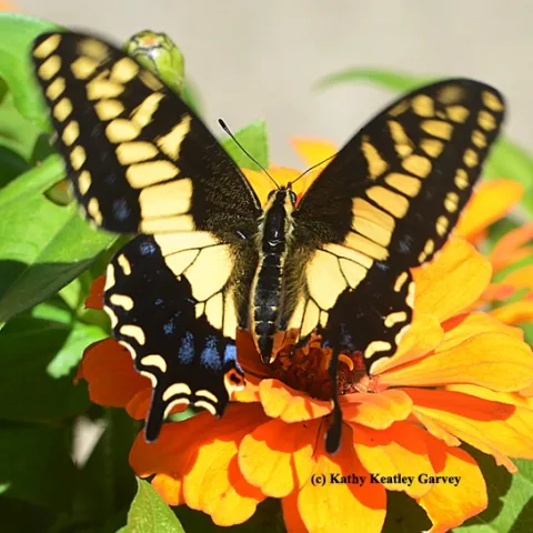 This Anise Swallowtail is missing part of its wing. A predator missed. (Photo by Kathy Keatley Garvey)