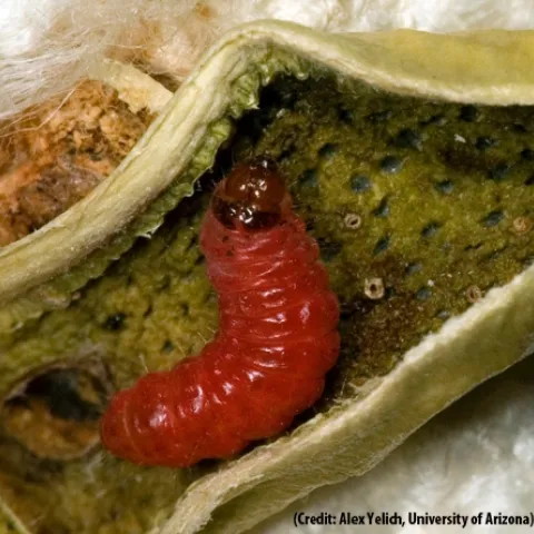 The pink bollworm, a global pest of cotton, has evolved resistance to genetically modified cotton in India, but not in Arizona where farmers have planted refuges of conventional cotton to reduce selection for resistance. (Photo by Alex Yelich, University of Arizona)