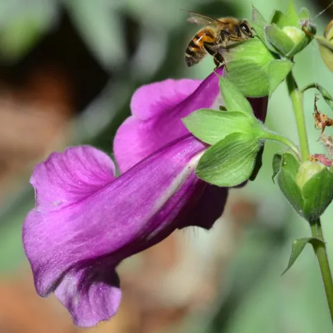 A honey bee sipping nectar from a hole drilled by a carpenter bee on a foxglove. (Photo by Kathy Keatley Garvey)