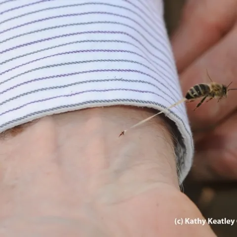A honey bee embeds its stinger in the wrist of Eric Mussen and then tries to pull away. Note the abdominal tissue trailing. (This is an actual photo of a bee sting; it was not posed.) (Photo by Kathy Keatley Garvey)
