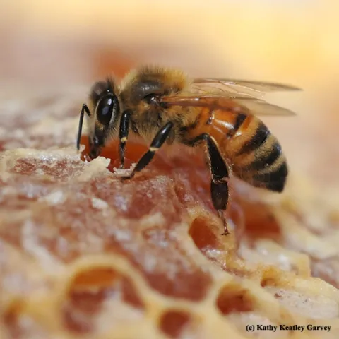 Honey is not bee vomit. (Photo by Kathy Keatley Garvey)