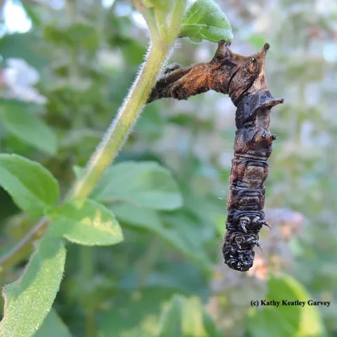 This is a dead caterpillar killed by an infectious virus disease (Polyhedrosis), as identified by UC Davis butterfly expert Art Shapiro. (Photo by Kathy Keatley Garvey)