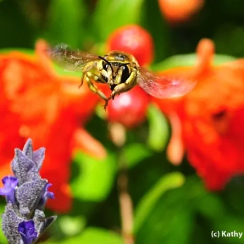 Male wool carder bee heads for the photographer. (Photo by Kathy Keatley Garvey)