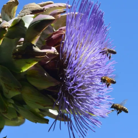 Honey bee "squadron" aiming for the flowering artichokes. (Photo by Kathy Keatley Garvey)