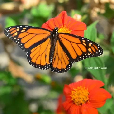 A male Monarch nectaring on Mexican sunflower (Tithonia). (Photo by Kathy Keatley Garvey)