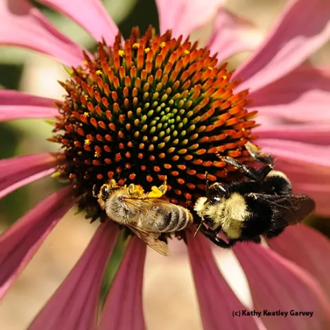 A honey bee and yellow-faced bumble bee, Bombus vosnesenski, share a coneflower. (Photo by Kathy Keatley Garvey)