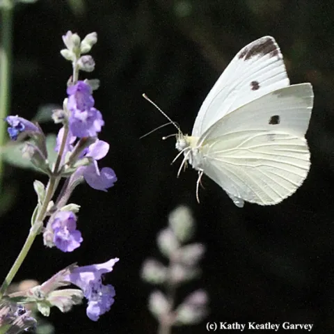 Have you seen this butterfly? You can become a part of a global community of citizen scientists by helping graduate students with a project. (Photo by Kathy Keatley Garvey)