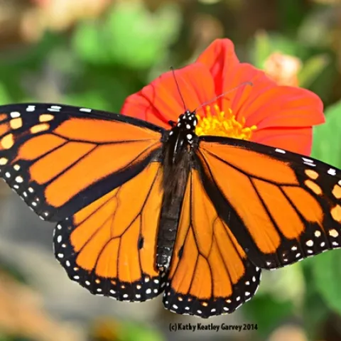 A mighty male Monarch on the move. On its way to one of coastal California's overwintering sites, it stops to sip from flight fuel (nectar) from a Mexican sunflower, Tithonia. (Photo by Kathy Keatley Garvey)