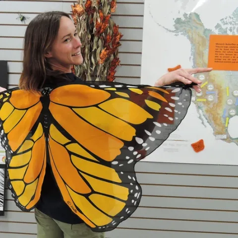 UC Davis entomology undergraduate student Christine Melvin models the monarch wings on display at the Bohart Museum of Entomology, UC Davis. (Photo by Kathy Keatley Garvey)