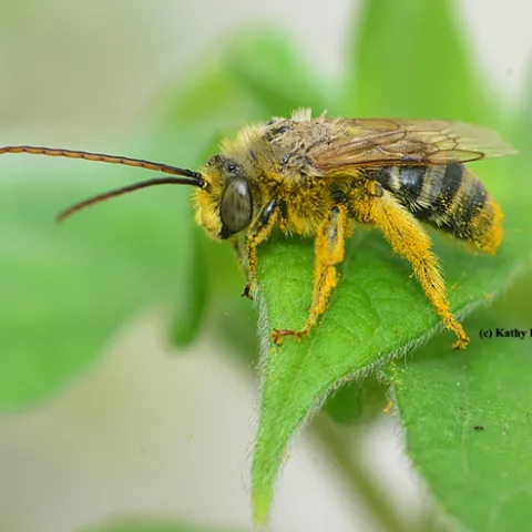 A long-horned male bee, Melissodes robustior, on the leaf of a Mexican sunflower, Tithonia. (Photo by Kathy Keatley Garvey