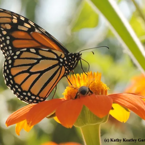 A monarch and a honey bee sharing a Mexican sunflower, Tithonia. (Photo by Kathy Keatley Garvey)
