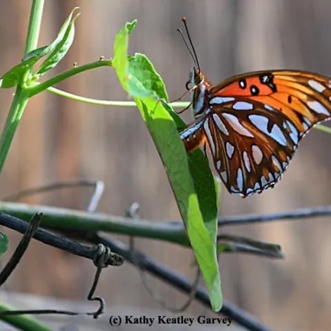 A Gulf Fritillary laying an egg in the dead of winter on a passionflower leaf. (Photo by Kathy Keatley Garvey)