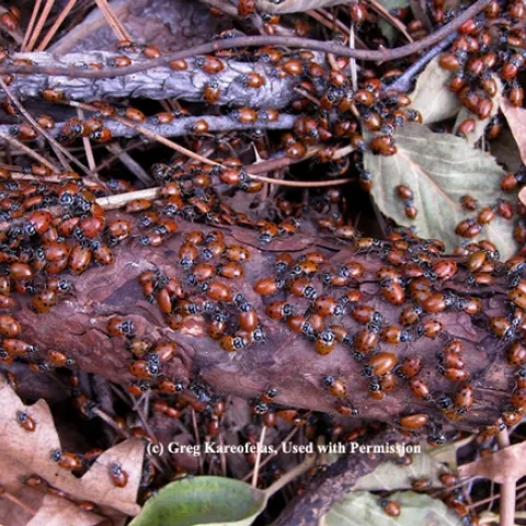 Overwintering lady beetles, aka ladybugs, in Colusa County. (Photo by Greg Kareofelas)