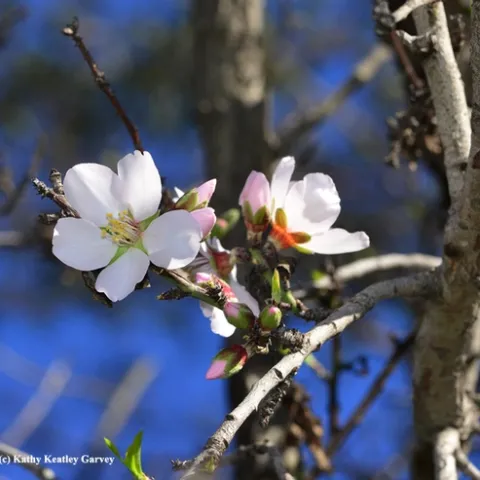 An almond tree at the Benicia State Recreation Area was blooming on Christmas Day. (Photo by Kathy Keatley Garvey)