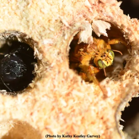 A male Valley carpenter bee (right) peers from a hole. A female (all females are solid black) occupies the hole next to him.