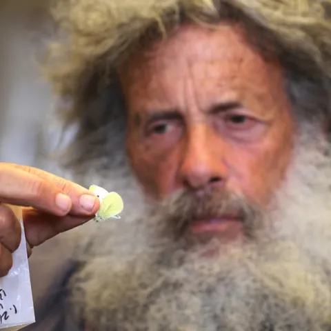 Art Shapiro, distinguished professor of evolution and ecology at UC Davis, holds the first cabbage white butterfly of 2015. He collected it Jan. 26 in West Sacramento, Yolo County. (Photo by Kathy Keatley Garvey)