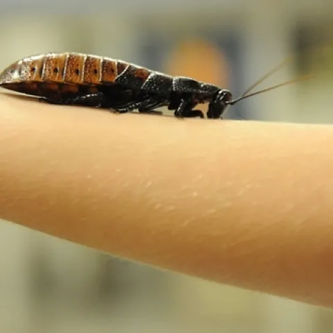 A Madagascar hissing cockroach crawls on the arm of a visitor at the Bohart Museum of Entomology. (Photo by Kathy Keatley Garvey)