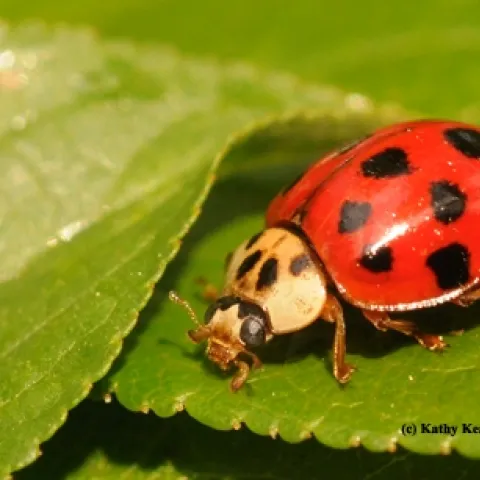 "Appropiately dressed" lady beetle, aka lady bug. (Photo by Kathy Keatley Garvey)