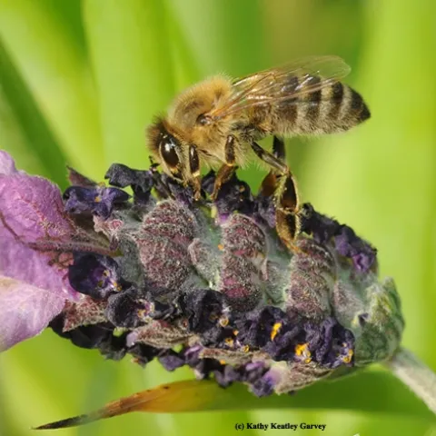 A honey bee necatring on lavender. (Photo by Kathy Keatley Garvey)