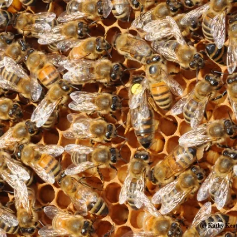 The queen and her court. (Photo by Kathy Keatley Garvey)
