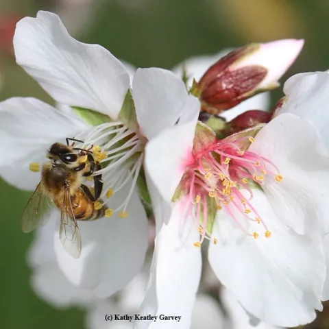 Honey bee pollinating an almond blossom. (Photo by Kathy Keatley Garvey)