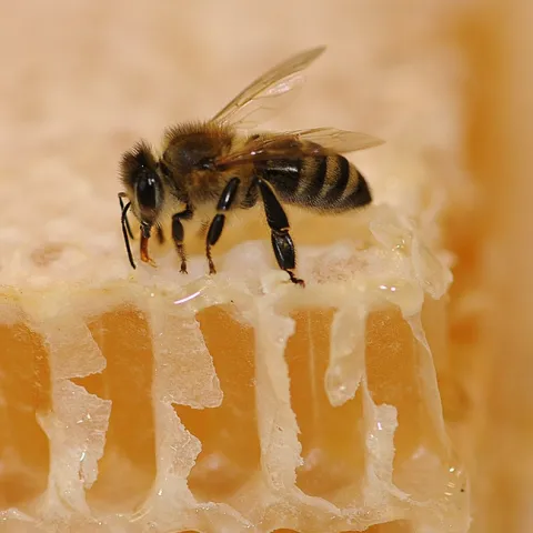 Honey bee sipping honey. (Photo by Kathy Keatley Garvey)