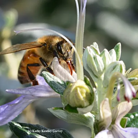 A honey bee gathering nectar from a bush germander at CornerStone Sonoma. (Photo by Kathy Keatley Garvey)