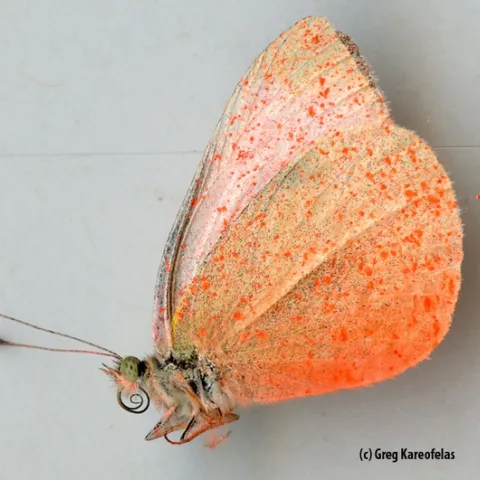 Ventral view: a cabbage white butterfly sprayed pink. (Photo by Greg Kareofelas)