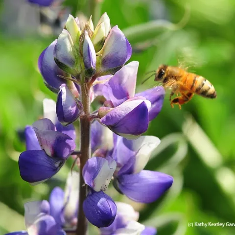 A honey bee heads for lupine. (Photo by Kathy Keatley Garvey)