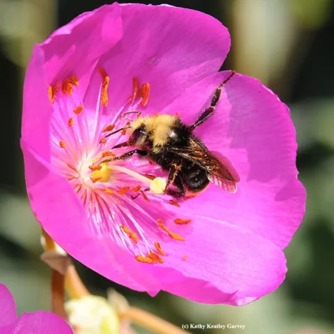 The yellow-faced bumble bee, Bombus vosnesenskii, on rock purslane. (Photo by Kathy Keatley Garvey)