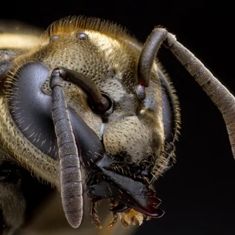 Alex Wild's portrait of a Mexican honey wasp, San Antonio, Texas. This public domain image is among the images in the newly launched "Insects Unlocked" Project. Donations are being accepted to make it all happen.