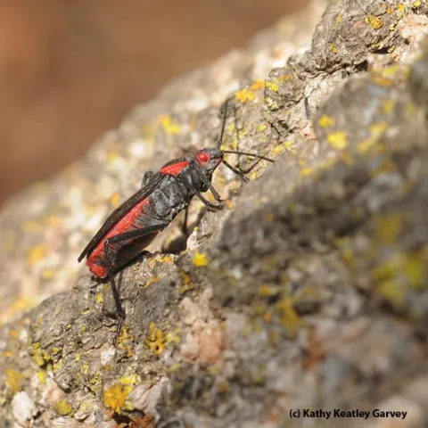 A lone soapberry bug searching for a mate in the UC Davis Arboretum, off Garrod Drive. (Photo by Kathy Keatley Garvey)