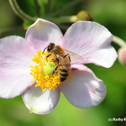 A honey bee foraging on anemone. (Photo by Kathy Keatley Garvey)