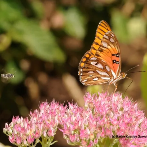 If you're interesting in collecting insects, stop by Briggs Hall on Saturday from 10 a.m. to 3 p.m. to learn how to make an insect collection. Here a leafcutter bee is targeting a Gulf Fritillary butterfly. (Photo by Kathy Keatley Garvey)