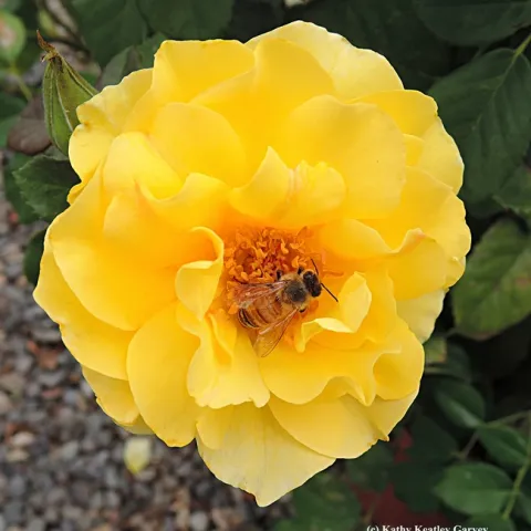A honey bee foraging on a yellow rose purchased at the 2014 UC Davis Rose Days. (Photo by Kathy Keatley Garvey)