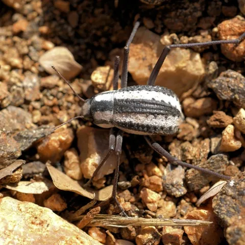 A Racing Stripe Darkling Beetle at Epupa Falls, Namibia. (Photo by Hans Hillewaert, Courtesy of Wikipedia)