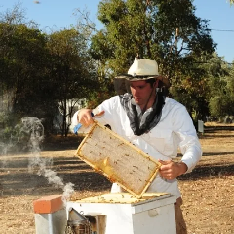 Staff research associate/beekeeper Billy Synk tending the hives at the Harry H. Laidlaw Jr. Honey Bee Research Facility, UC Davis. (Photo by Kathy Keatley Garvey)