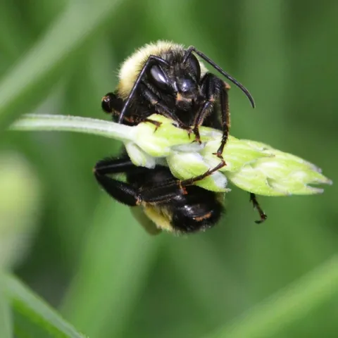 A male black-faced bumble bee, Bombus californicus, sleeps on a lavender blossom. (Photo by Kathy Keatley Garvey)