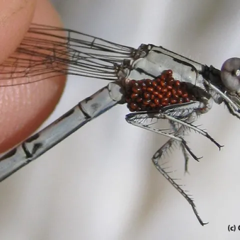 Water mites on a damselfly. (Photo by Greg Kareofelas, taken with a Canon Elph)