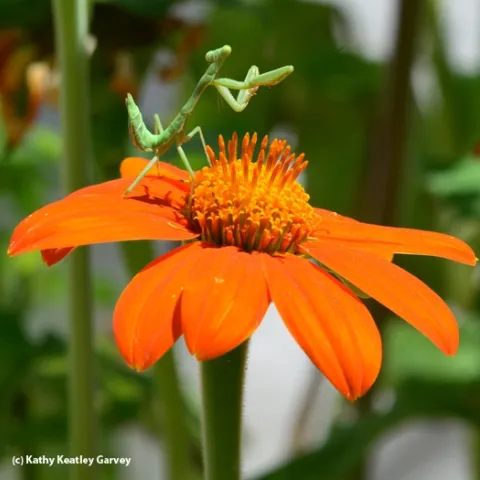 An immature praying mantis assumes the position. (Photo by Kathy Keatley Garvey)