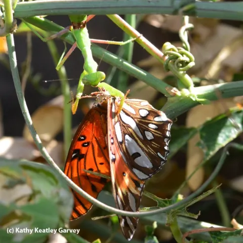 A praying mantis snares a newly emerged Gulf Fritillary butterfly. (Photo by Kathy Keatley Garvey)