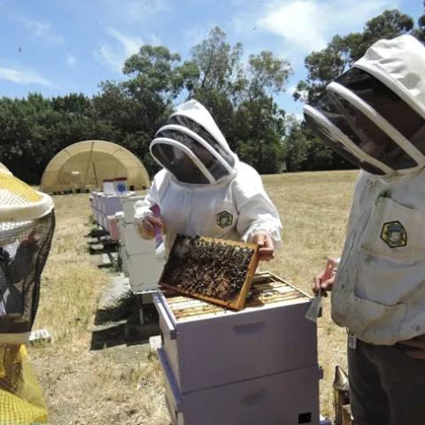 UC Davis Extension apiculturist Elina Niño (left) explaining bee biology. At right is staff research associate Bernardo Niño, her husband. They will teach two short courses in September. (Photo by Kathy Keatley Garvey)