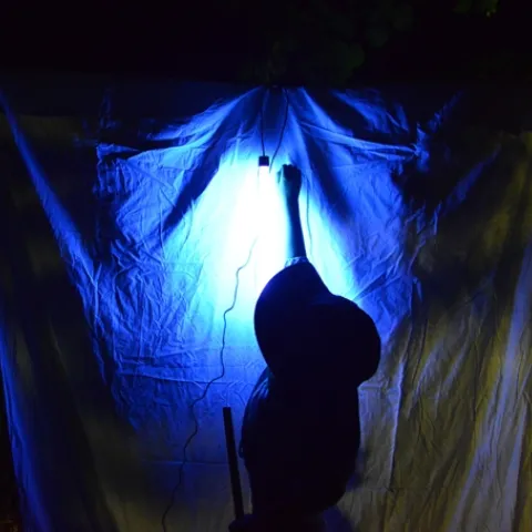 Moth Night at the Bohart Museum of Entomology was the first-ever evening open house. (Photo by Kathy Keatley Garvey)