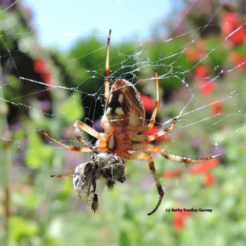 A freeloader fly dines on a bee freshly killed by a garden spider. (Photo by Kathy Keatley Garvey)