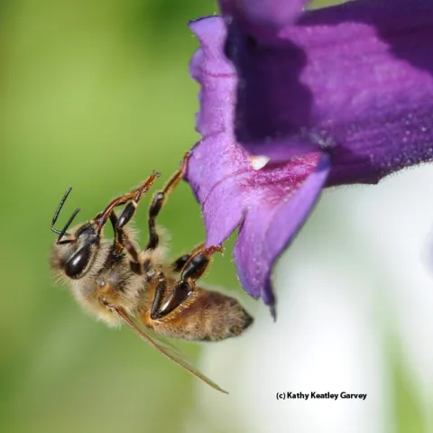 A honey bee cleaning her tongue. (Photo by Kathy Keatley Garvey)